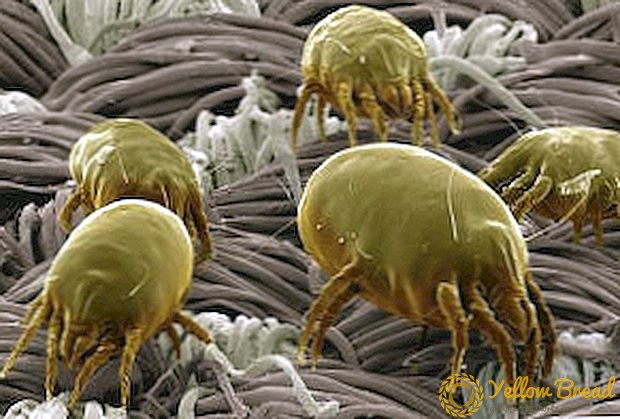 Effektive metoder til at håndtere støvmider og fotos af disse insekter under et mikroskop