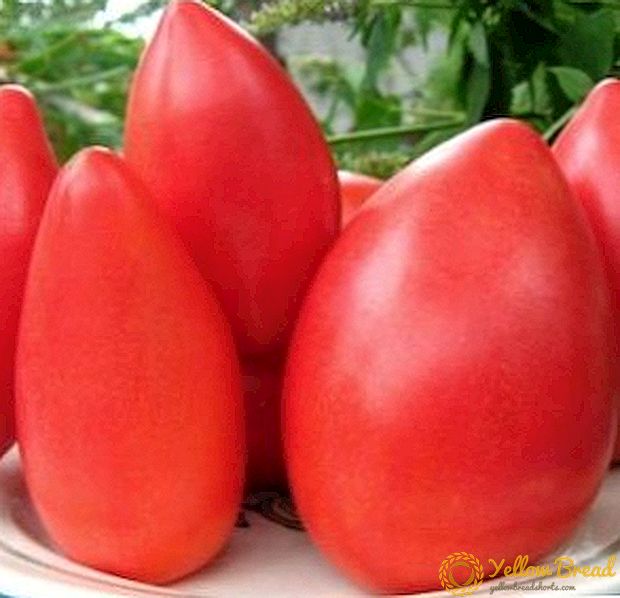 Elegant og lækker Supermodel tomat: sort beskrivelse, foto