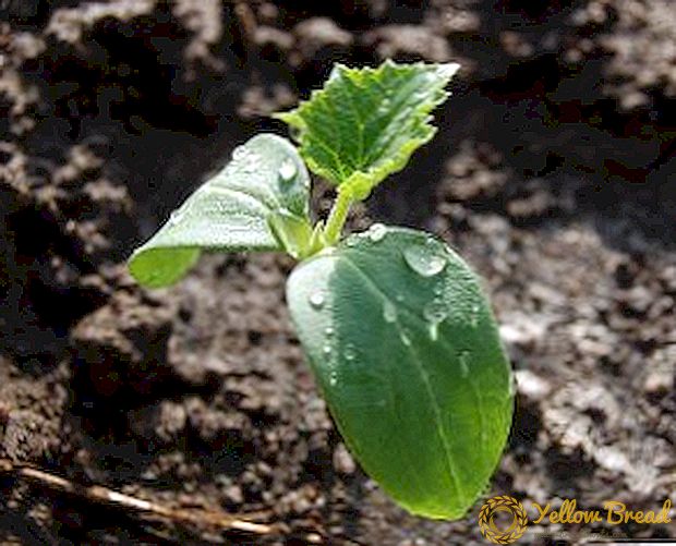 Berapa kerap dan berapa untuk air benih timun yang tidak diregangkan dan tidak menyakitkan? Cara penyiraman yang betul pada peringkat pertumbuhan yang berbeza