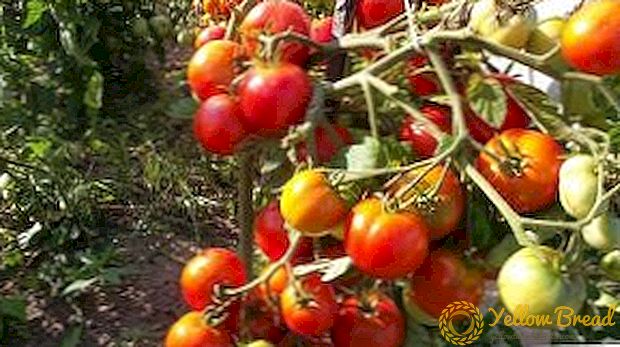 Uitstekende variëteit aan tomaten 