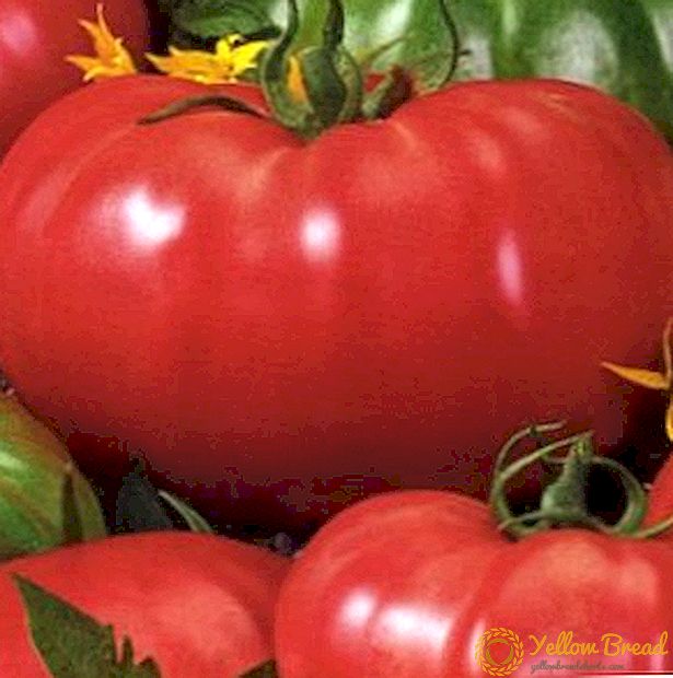 Secrets of the cultivation of tomato 