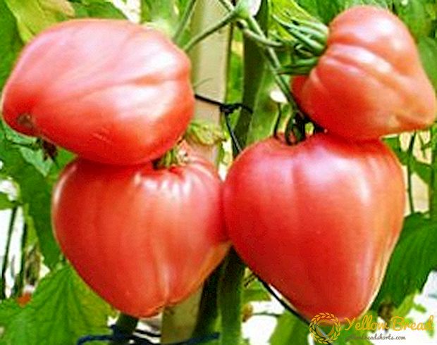 Parim Vene loomakasvatajate eksperiment on Volovye Serdi tomati - sordi tunnus ja kirjeldus, foto
