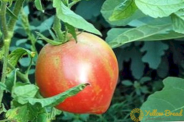 Οι έμπειροι κηπουροί προτείνουν - Pink Spam Tomato: περιγραφή ποικιλίας και φωτογραφία