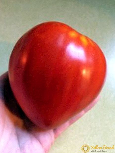 Favorit hjerteformet tomat Danko: sort beskrivelse, karakteristika, fotos