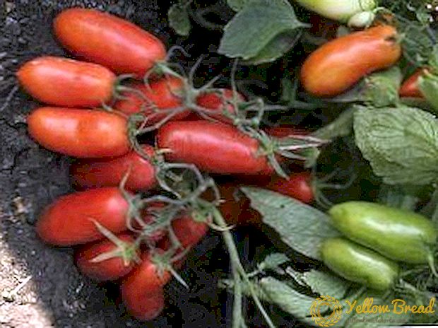 Find for greenhouses and greenhouses - tomato 
