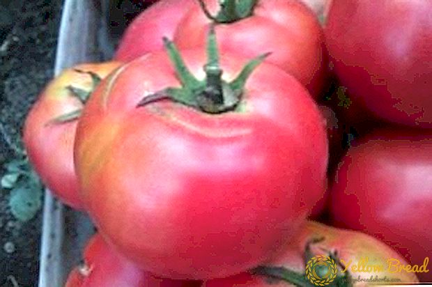 Hitta till trädgårdsmästare - den japanska rosen tomat: beskrivning av sorten och odlingsfunktionerna