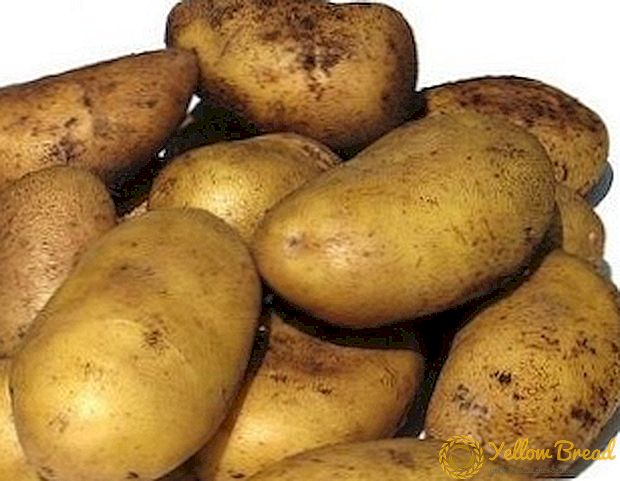 초기 수확을 좋아하는 사람들 - 감자 