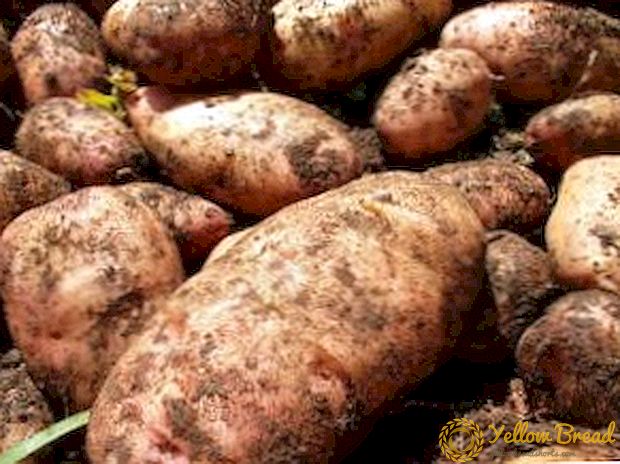 Naljakas nimi, suurepärane tulemus - kartulikas: sortide kirjeldus ja foto