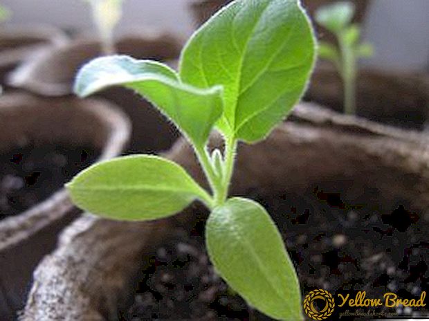 Cultivo de berinjelas: plantación e coidado de mudas, recolección de solo e tara, rego e alimentación adecuados, recolección e transplante.