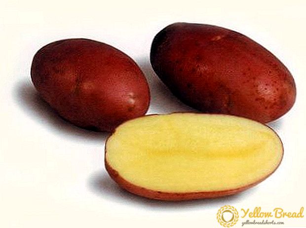 Delicaat smakende aardappel 