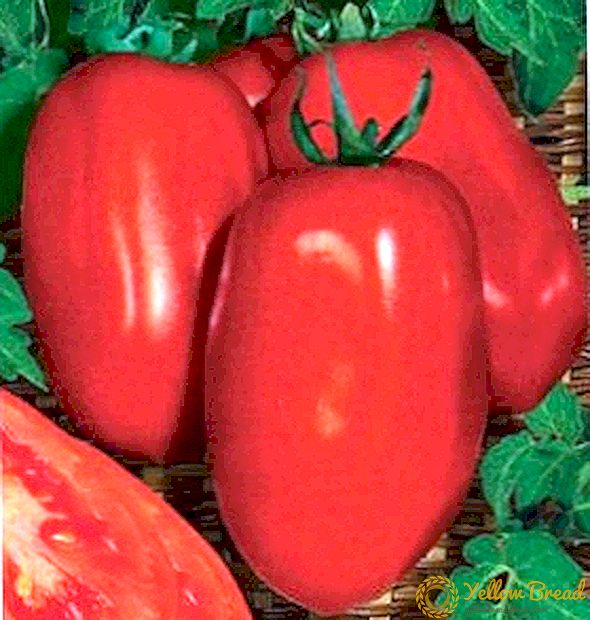 Hyvä sato tomaatti 
