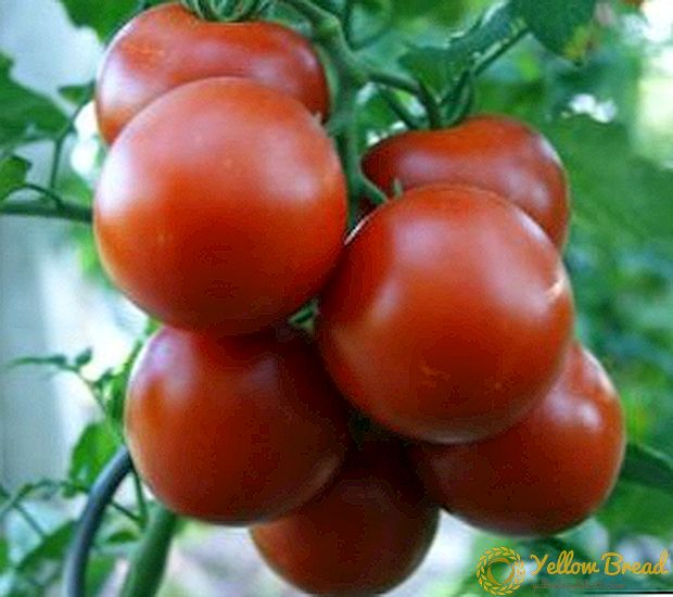 Greenhouse tomato 
