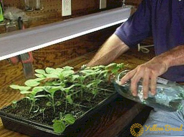 يتميز بتغذية شتلات الباذنجان في المنزل وفي الحقل المفتوح ، بدلاً من إطعامه للنمو وكيفية تسميد قبل وبعد التقطيع