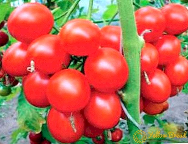 丈夫で豊かなトマト「降雪」F1  - 品種、起源、栽培の特徴の説明