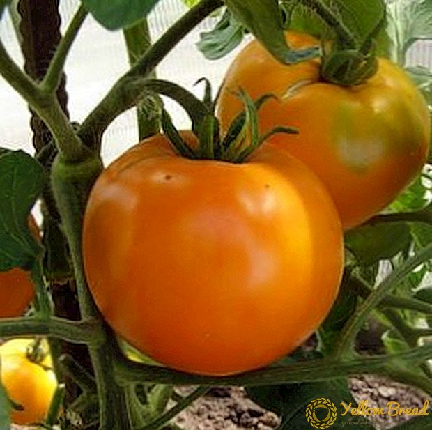 Топлински домат 