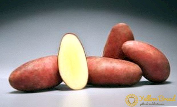 Mataas na kalidad ng iba't ibang patatas ng Delphine: hanggang sa 93% ng mga napiling tubers