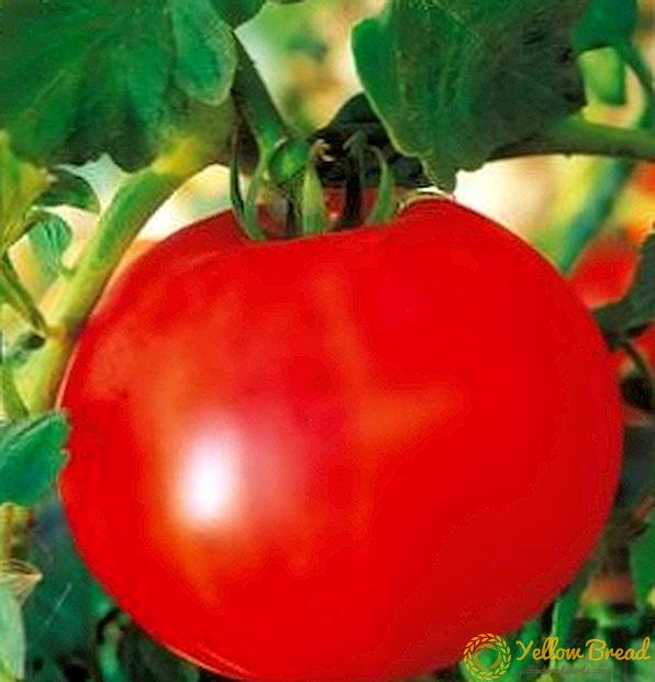 Segondè-soumission ak toleran nan yon mank de imidite - varyete tomat 