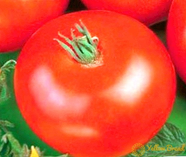 Mükəmməl zövqün yüksək həcmli hibrid - pomidor 