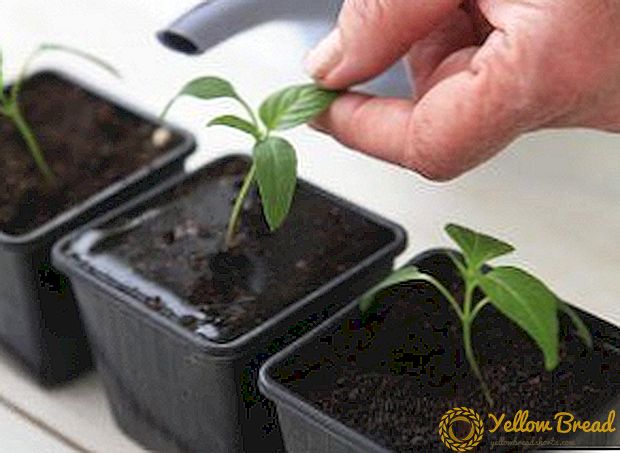 Tổng quan về các chất kích thích tăng trưởng chính đối với cây cà chua và hạt tiêu: cách trồng cây con khỏe mạnh tại nhà
