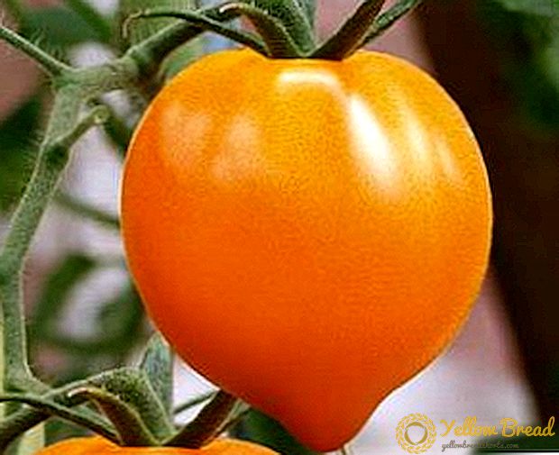 맛있는 맛을 지닌 오렌지 기적 - 골든 하트 토마토 : 다양성의 특징과 설명, 사진
