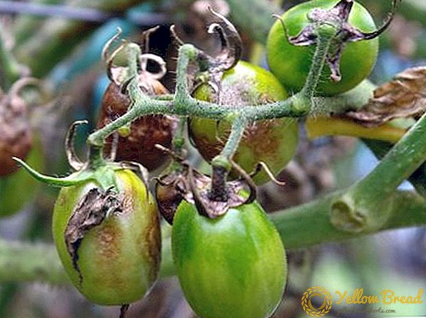 Hvordan håndtere blight på tomater: trinnvis instruksjoner
