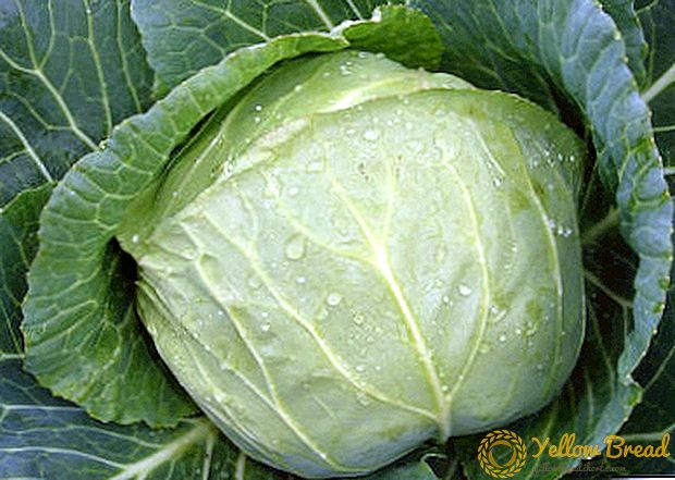 How to distinguish cabbage Amager: description of the variety