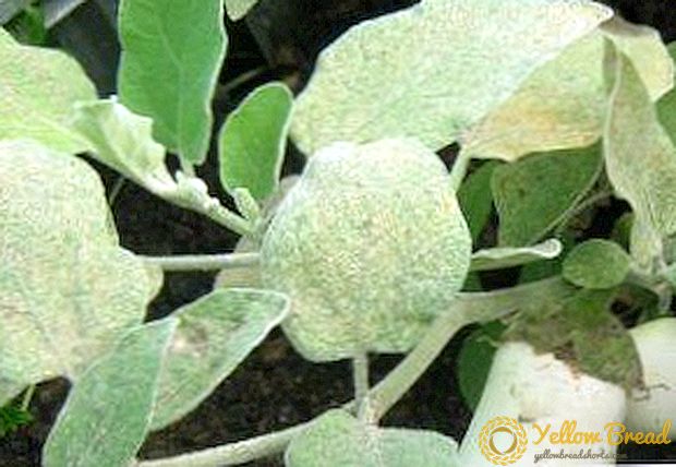 All causes of white spots on eggplant seedlings: what they appeared from, recommendations how to get rid of them