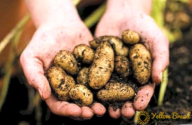 Carane njaluk harvest sing sugih saka awal kentang - varieties paling apik, sing nuances akeh