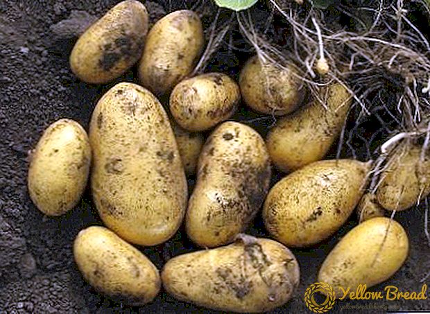 Hoe multipurpose aardappel 