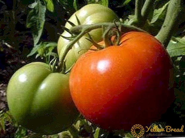 Hybride aus ukrainischem Land - Tomatensorte Champion f1: Foto und allgemeine Beschreibung