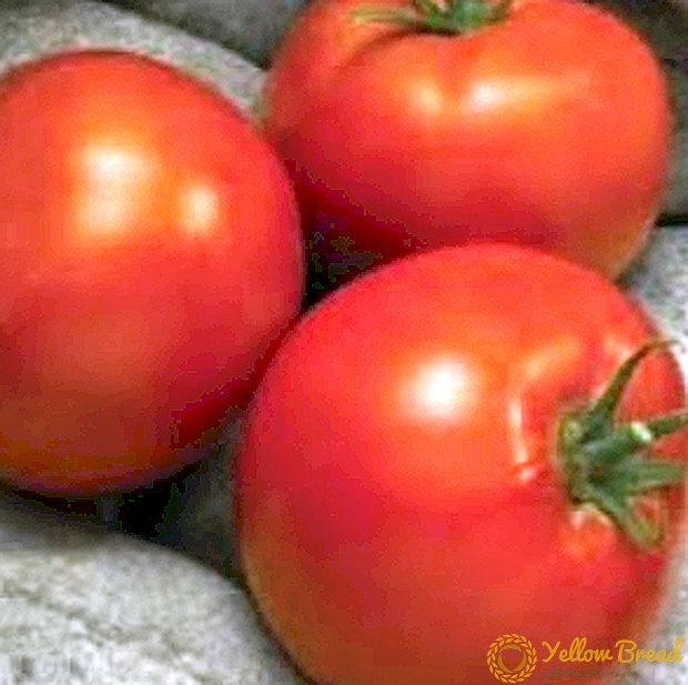 Hibrid dengan tomato hasil yang sangat baik 