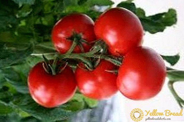 Promosyon ibrid pou rayisab nan klasik yo - deskripsyon ak karakteristik varyete tomat 