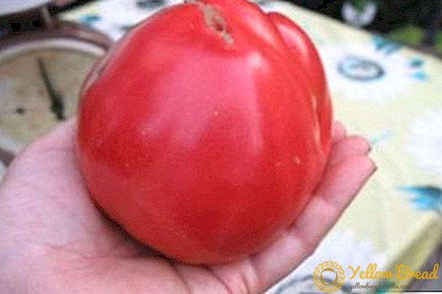 Açık yerli pomidor 