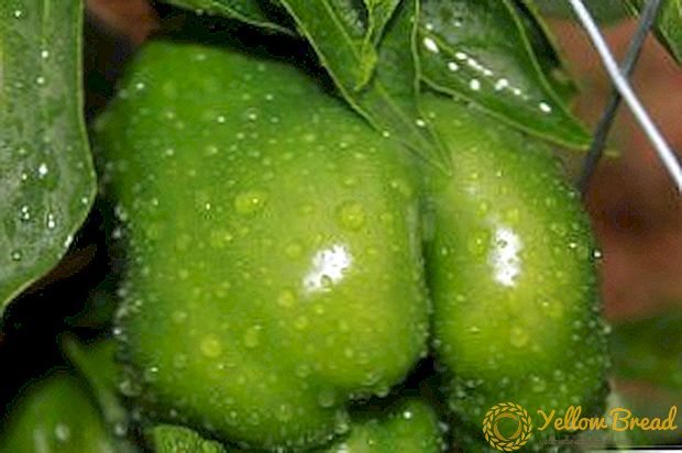 Tips and tricks for watering pepper seedlings: the correct frequency and volume of watering, the differences in watering before and after picking, than watering for good growth