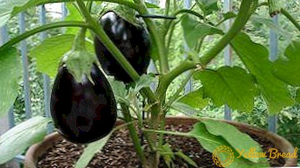 Regras para o cultivo de berinjelas a partir de sementes na casa: a elección da variedade, cando a sementar, recomendacións para coidar a fiestra, balcón, no invernadoiro
