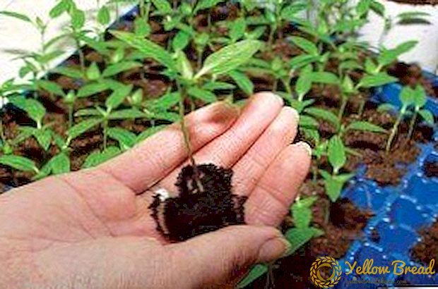 Hvordan transplanteres agurkplantager? Egenskaber ved forberedelse, dykke og pleje af kimplanter efter denne procedure