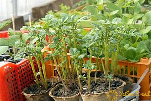 Instructies voor het kweken van aardappelen uit zaad: zaailingen thuis en in het open veld