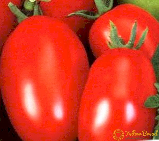 Huvitavad ja tundmatumad tomatite härgade kõrvad: sordi ja foto kirjeldus