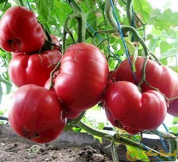 الطماطم متواضع مع طعم العصير الرائع - مجموعة متنوعة من الطماطم 