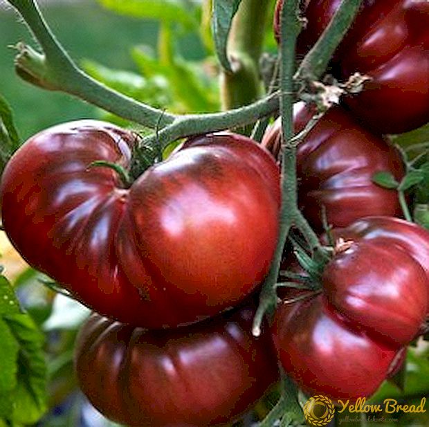 Thành công trên thị trường quốc tế cho cà chua - sự đa dạng của cà chua 
