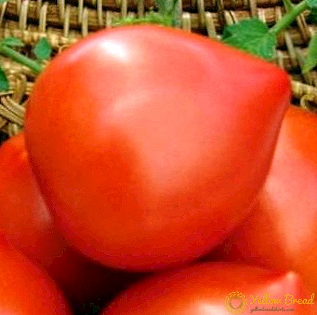Early ripe tomato 