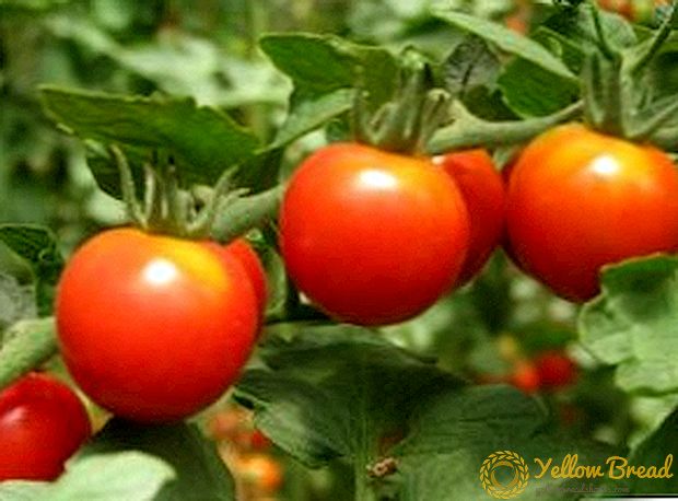 Karakteristik ak deskripsyon Klusha varyete tomat, kiltivasyon nan jaden louvri ak lakòz efè tèmik, foto nan fwi