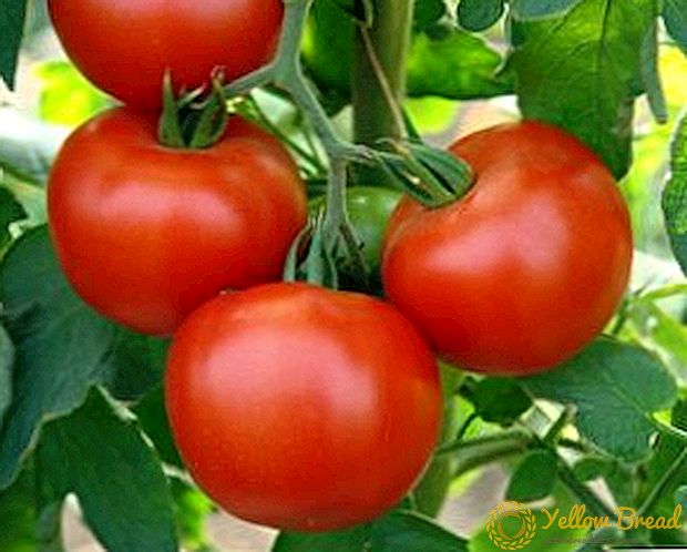 Kenmerken en beschrijving van het Gina-tomatenras: teelt- en ongediertebestrijding, foto van een tomaat en variëteiten
