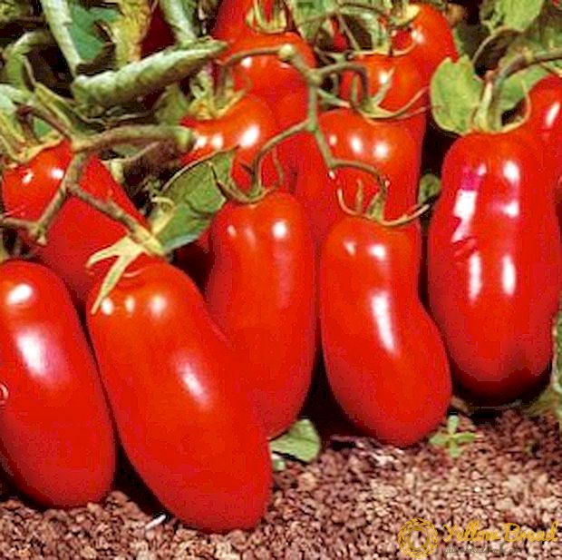 Seorang rakan tukang kebun tunas adalah tomato 