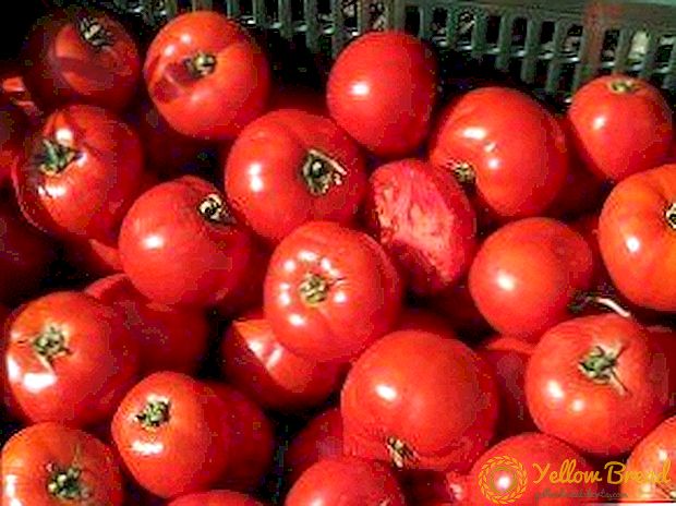 Tvrđava iz Holandije - opis karakteristika divne sorte paradajza 