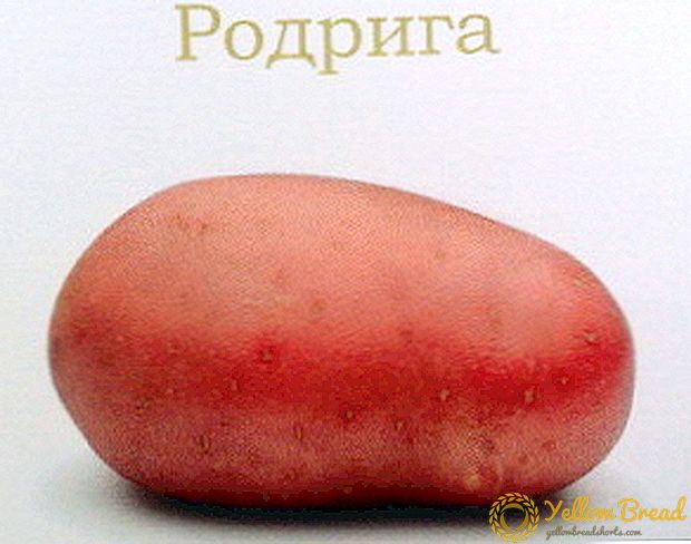 Rodrigo grote aardappelen: rasbeschrijving, foto, kenmerken