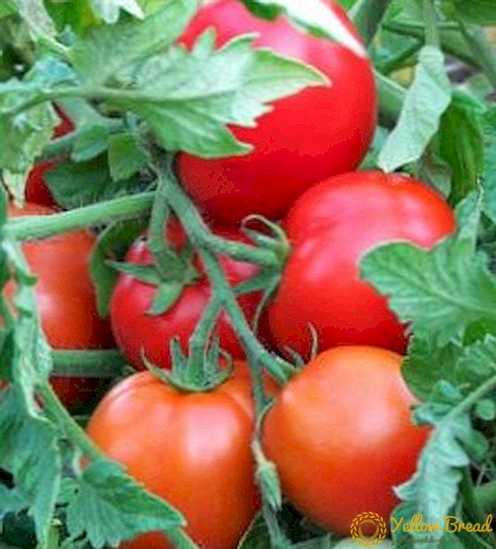 Böyük-meyvəli pomidor 