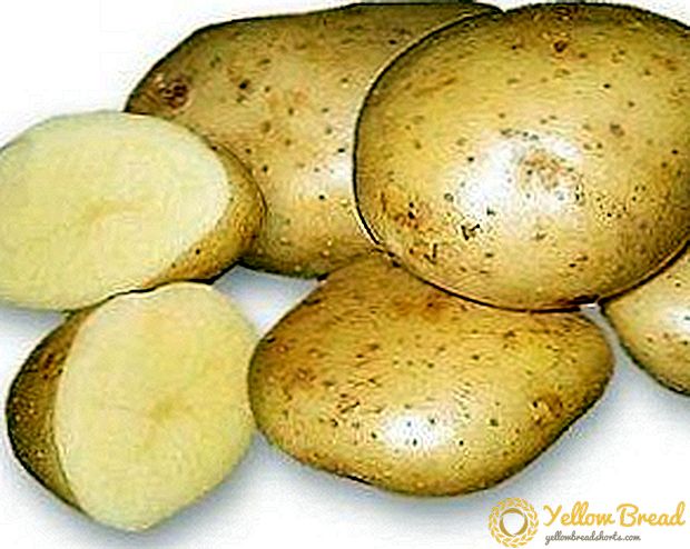 زعيم في زراعة البطاطا: خصائص متنوعة وخصائص زراعة تنوع نيفسكي