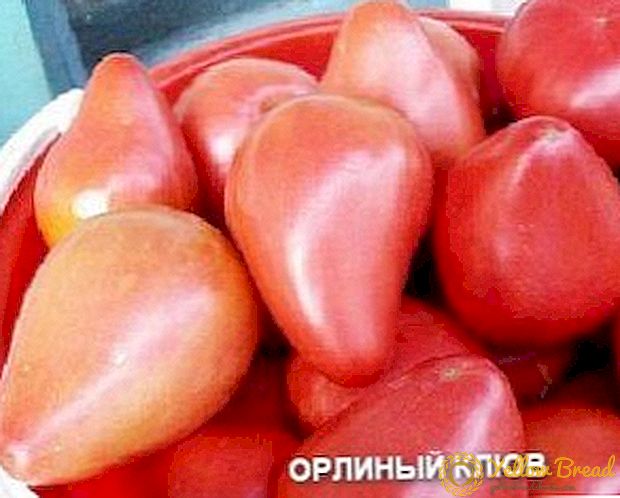 Buah tomato yang elegan untuk salad dan penjerukan - keterangan dan ciri-ciri pelbagai tomato 