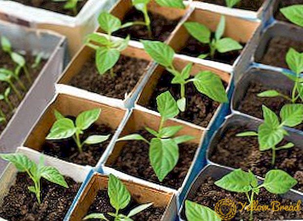 Sve nijanse povrće paprike od semena kod kuće: priprema pre zasadjenja i nege sadnica